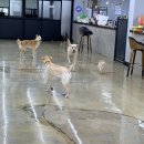 멍해피 애견유치원&호텔 이미지