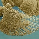 세포농장 이미지