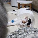 월드펫동물병원 | 부천 고양이 수술 병원 스케일링 치아흡수병변 발치 비용 월드펫 동물병원