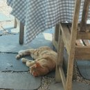 꽃냥이네 촌집 이미지