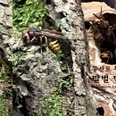 🐝 등산로 무시무시한 말벌 말벌집 Mountain trail – Terrifying Hornet Vespiary 이미지
