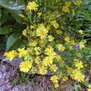 평창 대하리 전통가옥 이미지