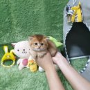 광주강아지분양 고양이분양 펫왕국 이미지