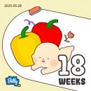 세븐일레븐 울산호계스마일점 | 임신기록👶．18주~24주차 : 임신중기증상, 태아보험, 정밀초음파, 태동, 베이비페어, 북구공공산후조리원...