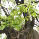 오동나무공원 이미지