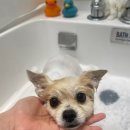 뽀드득 블랑스파 이미지