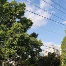 송이네 삼시세끼 이미지