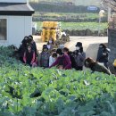 브로콜리삼춘 이미지