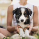 애견이야기 이미지