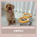 강아지식기 높이조절 가능한 강아지 밥그릇 유리2구 사용후기 - 리틀팩토리