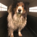 안락초등학교 이미지