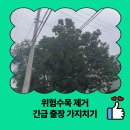 하남동 행정복지센터 공유하남(2층) | 위험 수목 제거 긴급 출장 가지치기