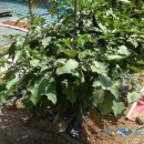 하늘농원 옆 이미지