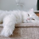 🐱🐶 1회 울산 펫쇼 , D-3 사전등록과 미리 살펴보기
