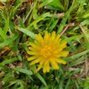 키위 한 알 이미지