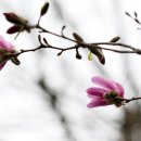 목련1차 이미지