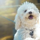 (주)이랜드파크켄싱턴리조트충주(kensington resort chungju) | 국제 강아지의 날, 국내 애견 동반 호텔 BEST 9