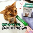 고양이 유산균 추천, 장 건강 면역력 한 번에 관리하는 비결