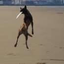 신두리해수욕장 이미지