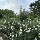 무궁화동산