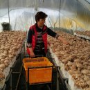 선우농장3 이미지