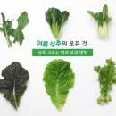 상추 이미지