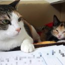 행운냥이 이미지