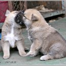 복실강아지 이미지