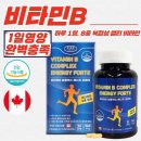 에버그린 이미지