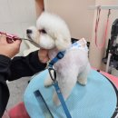 투숑펫살롱 이미지