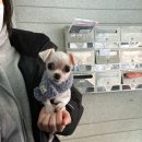 카라말티즈 네이버블로그