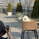 애견모델 이미지