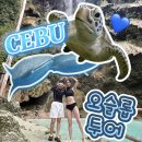 반하당 | 내돈내산 세부 고래상어 모알보알 호핑 투어 '세부 자유여행 필수 코스!' : 업체 고르는 팁