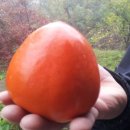 이인석 농장 이미지