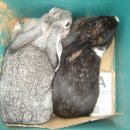 한림농장 이미지