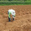 [1년 전 오늘] 마지막 옥수수 심기
