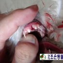 조은나무병원