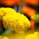 메리골드 이미지