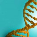 ■ DNA 절단 없는 초소형 염기 교정 유전자 가위 개발 이미지