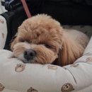 (주)펫노블레스 이미지