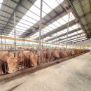 백암축산 이미지