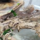 월척오리 이미지