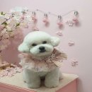 아로펫그루밍 이미지