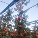 삼태리농장 | 오랜만에 들러본 장성신세계사과농장/신선한 사과즙후기!!