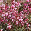 작곡가 박태준 흉상 이미지