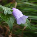 금강초롱 이미지