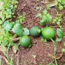 진표농장 이미지