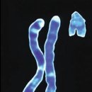 의외로 사람들이 잘 모르는 Y 성염색체의 실제 모습 (ft. Y염색체 발견의 역사적 tmi) 이미지