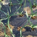 지탄농장 이미지