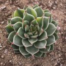 니크 카카오 검색결과